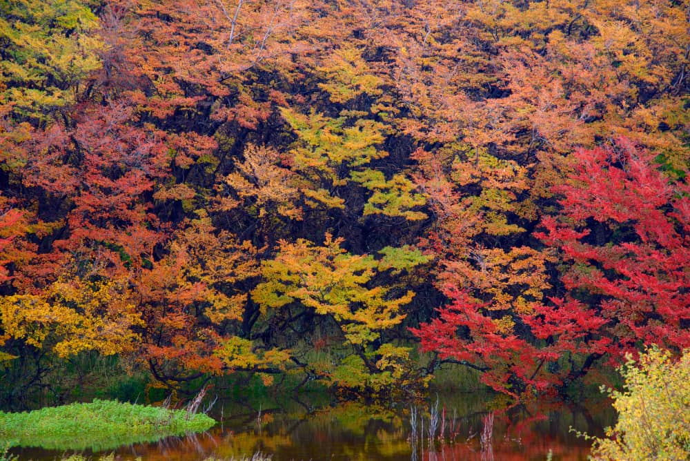 patagonia autumn leaves