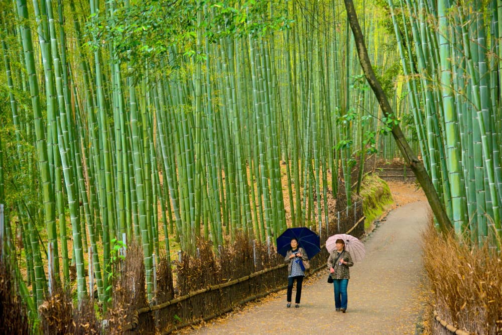 arashiyama bamboo forest