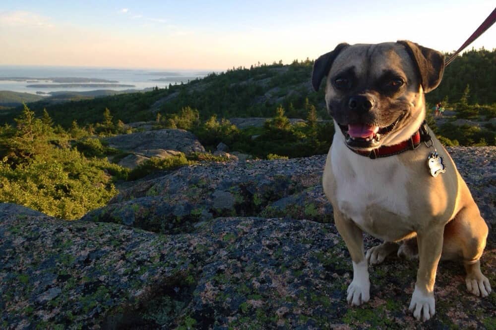 A smiling dog poses at the top of a hike overlooking the ocean in dog-friendly Bar Harbor
