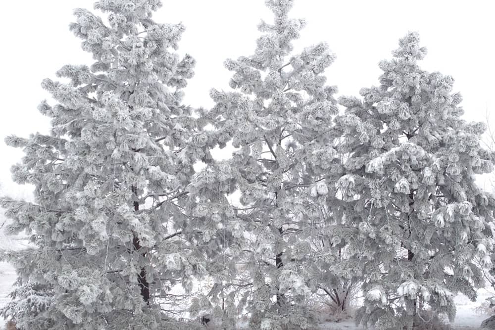 Trees and ground covered in snow in Bismarck, making it one of the most magical places to visit on Christmas.
