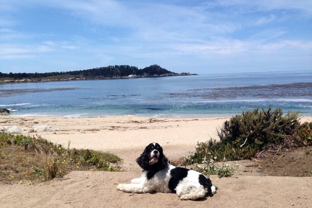 A black and white dog lays in front of the ocean in Carmel-by-the-Sea, a dog-friendly city