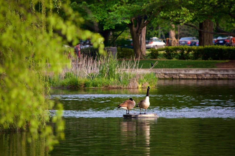 centennial park, nashville