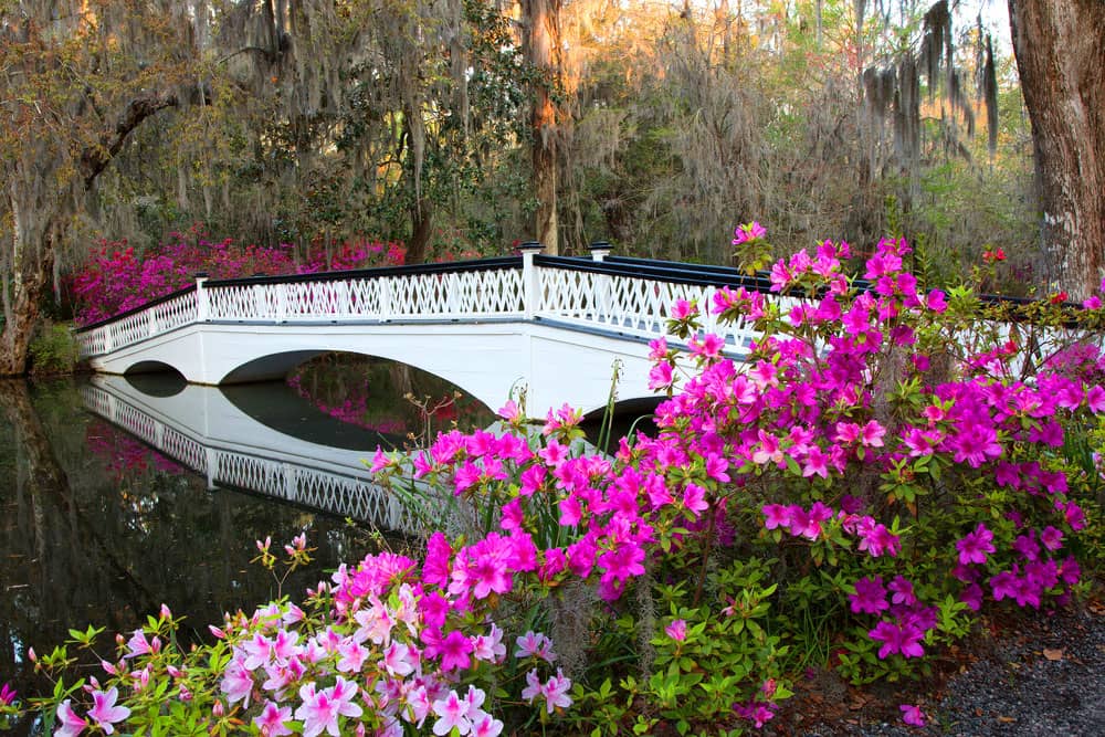 charming footbrige with pink flowers in magnolia plantation charleston south carolina