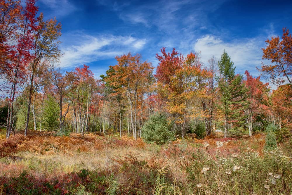 fall foliage in clearfield county pennsylvania, a beautiful place to escape to