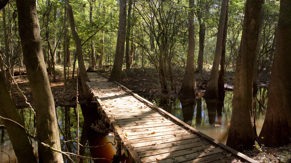 congaree weekend in charleston