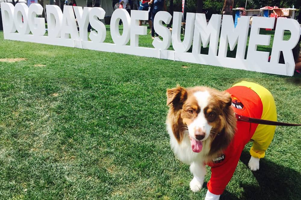 A dog in a costume poses in front of the Dog Days of Summer Sign at Petco Park in San Diego