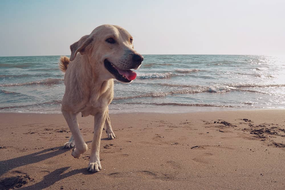 A happy dog runs through the sand on a pet-friendly beach in Door County