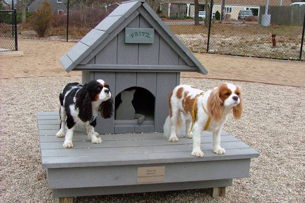 Two small dogs stand in front of an art installation at a dog park in pet-welcome Provincetown