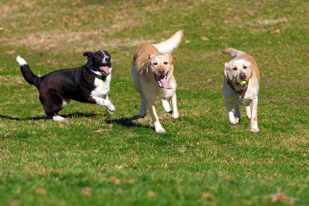 Three dogs play a game of fetch in the grass at a park in Alexandria, a pet-friendly destination