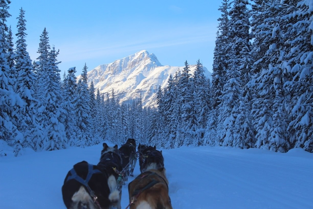 dog sledding alberta