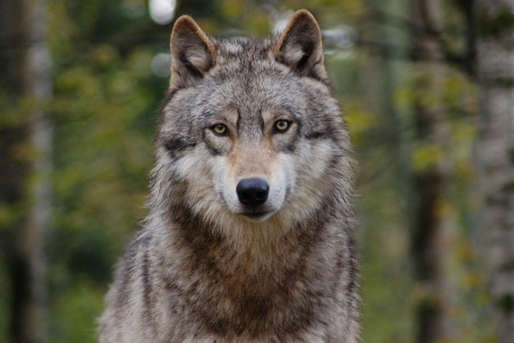 Maya, an ambassador wolf at the International Wolf Center in Ely, Minnesota — a top destination to stay a week or more