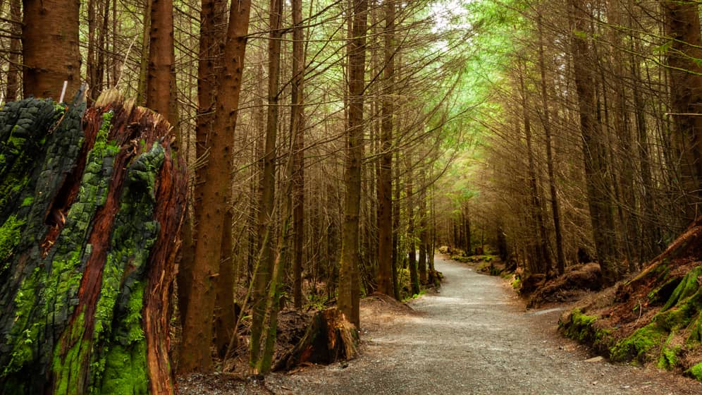 explore the popular juan de fuca trail coastal walk