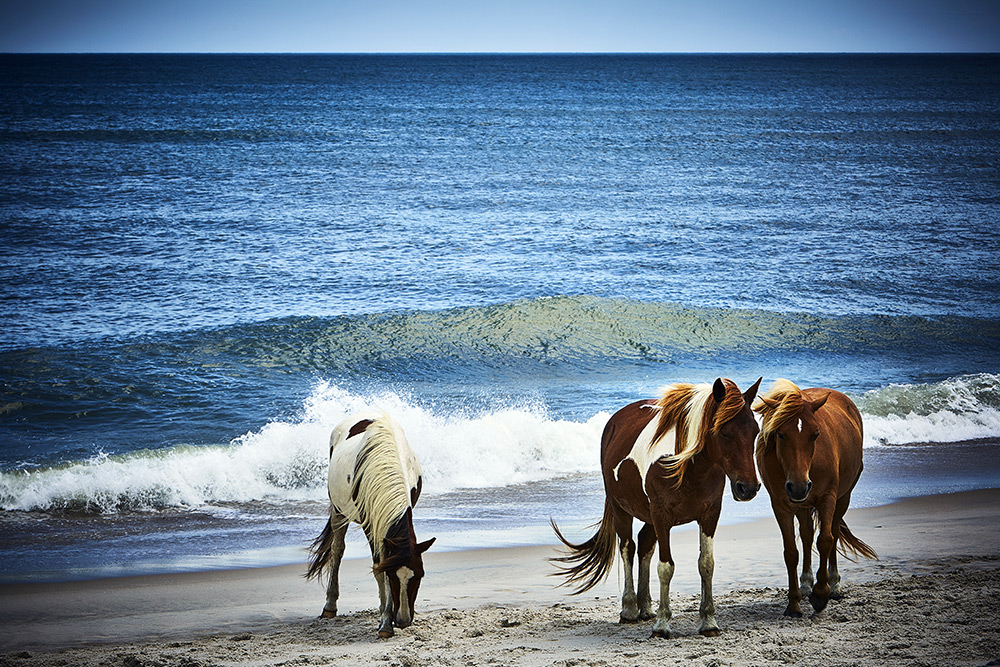 Three horses standing on the sand at the seashore with the waves crashing behind them.
