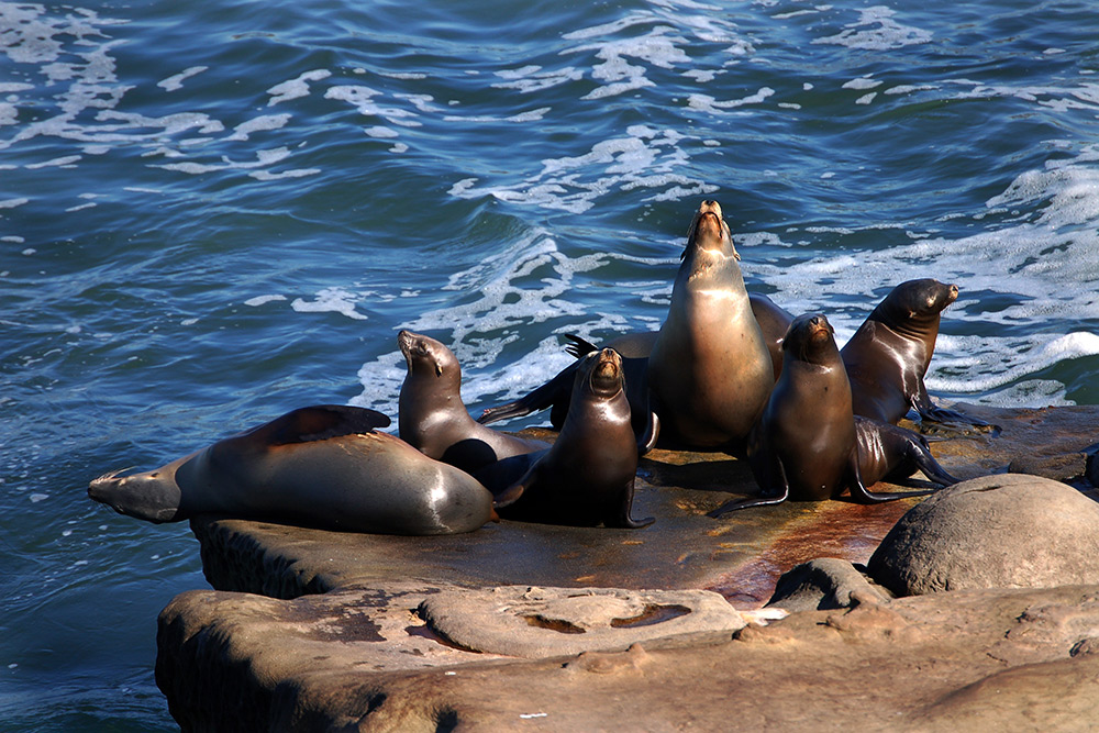 Brown sea lions sunning themselves on rocks surrounded by the ocean at La Jolla Cove in California. 