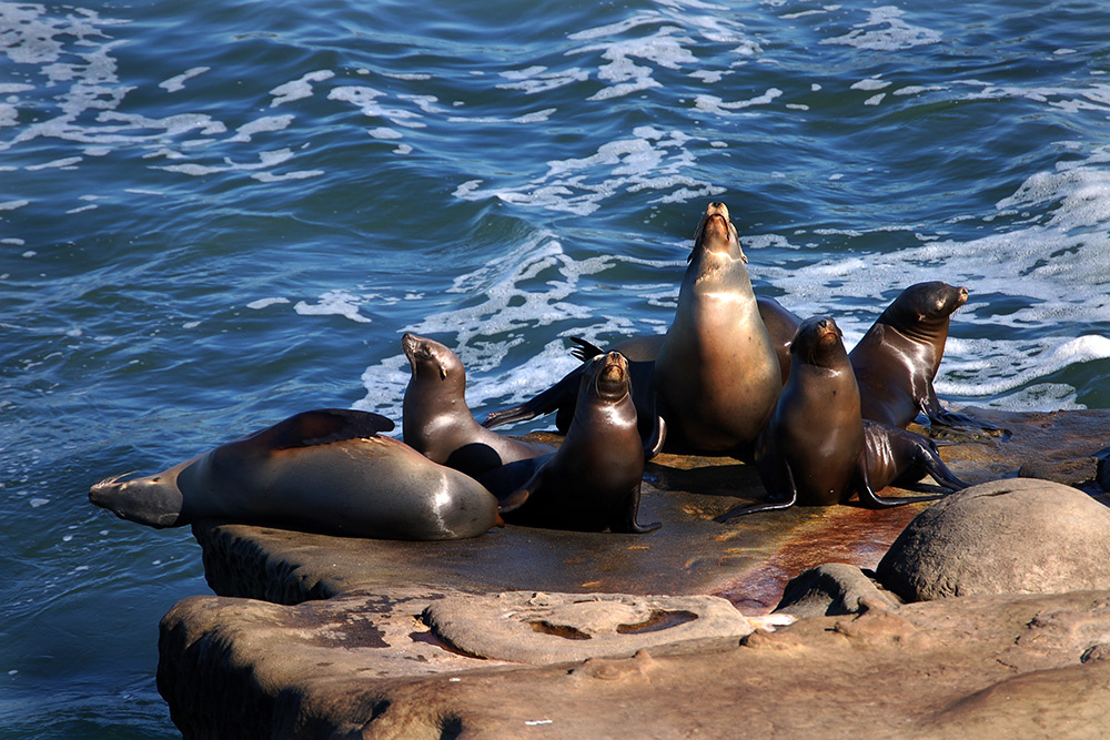Brown sea lions sunning themselves on rocks surrounded by the ocean at La Jolla Cove in California.