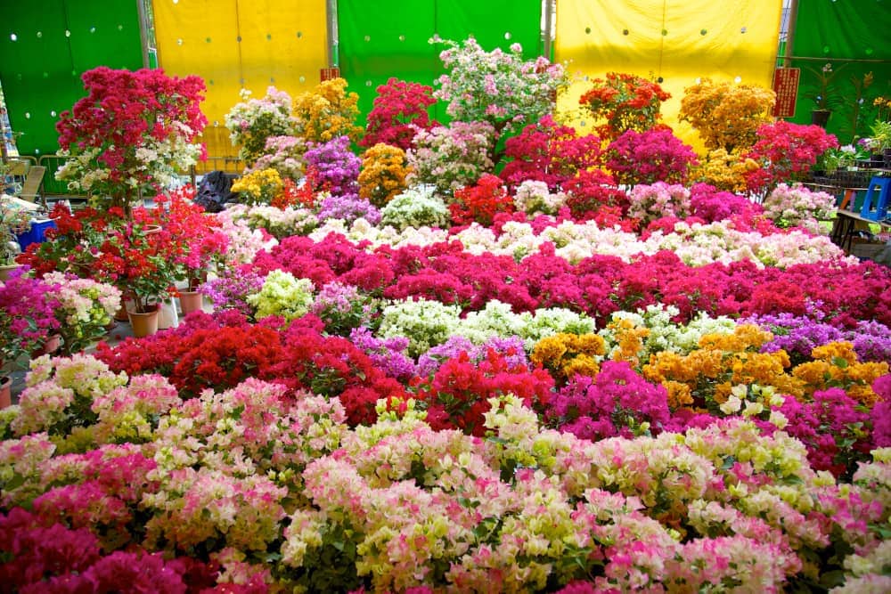 flower and jade market
