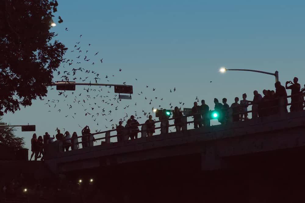 Bats fly above a freeway bridge, one of the top free things to do with kids in Houston.