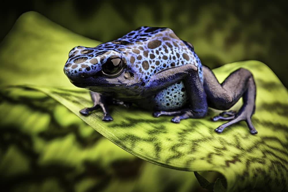 See blue, speckled poison dart frogs and more at the Fernbank Science Center, a free museum for kids in Atlanta.