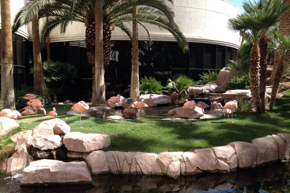 Pink flamingos relax on the grass at the Flamingo Wildlife Habitat, one of the best free things to do with kids in Las Vegas.