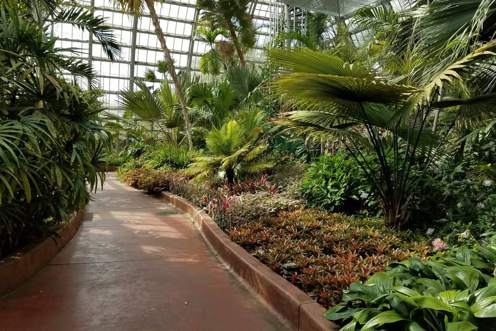 Green leaves and plants on display in a greenhouse at the Garfield Park Conservatory, a free thing to do with kids in Chicago.