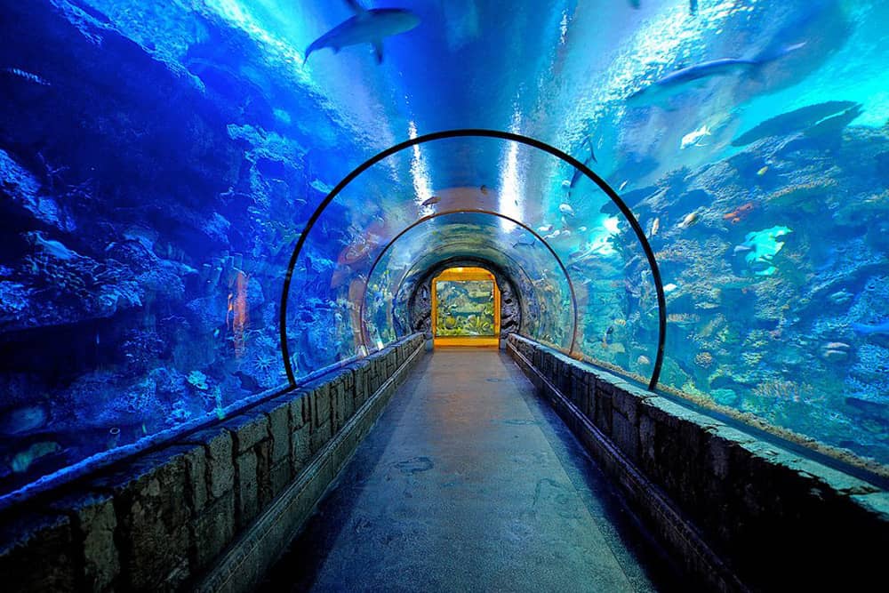 Las Vegas Aquarium, one of the top free things to do with kids in Las Vegas The walkway of the Las Vegas aquarium, with sharks surrounding you.