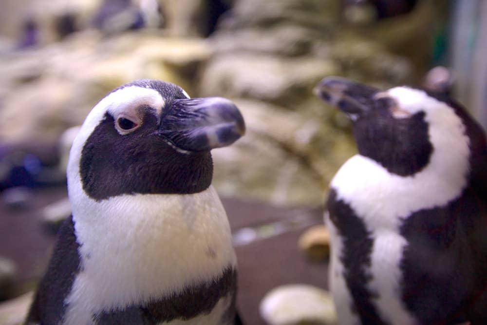 gatlinburg aquarium