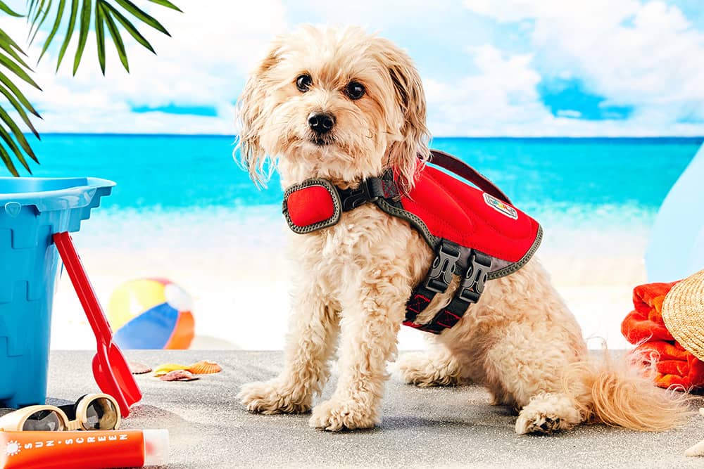 A dog wearing a life jacket sits in front of a beach background in pet-welcome Key Largo