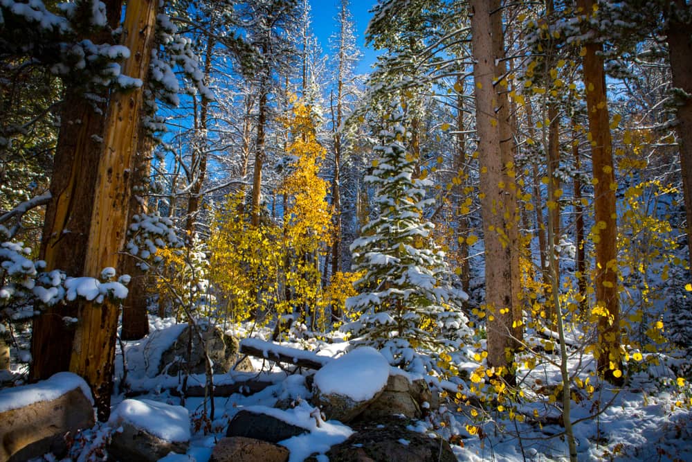 snowy woods in laramie wyoming