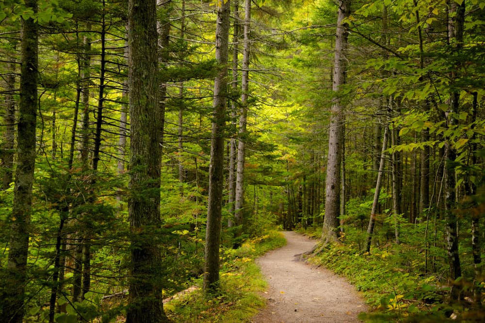 hiking in acadia forest