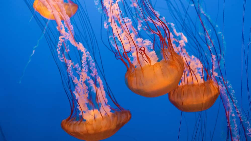 Monterey Bay Aquarium