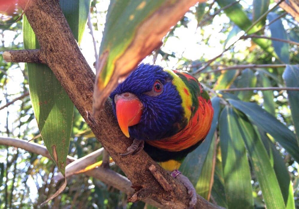 Animals at Nashville Zoo – birds