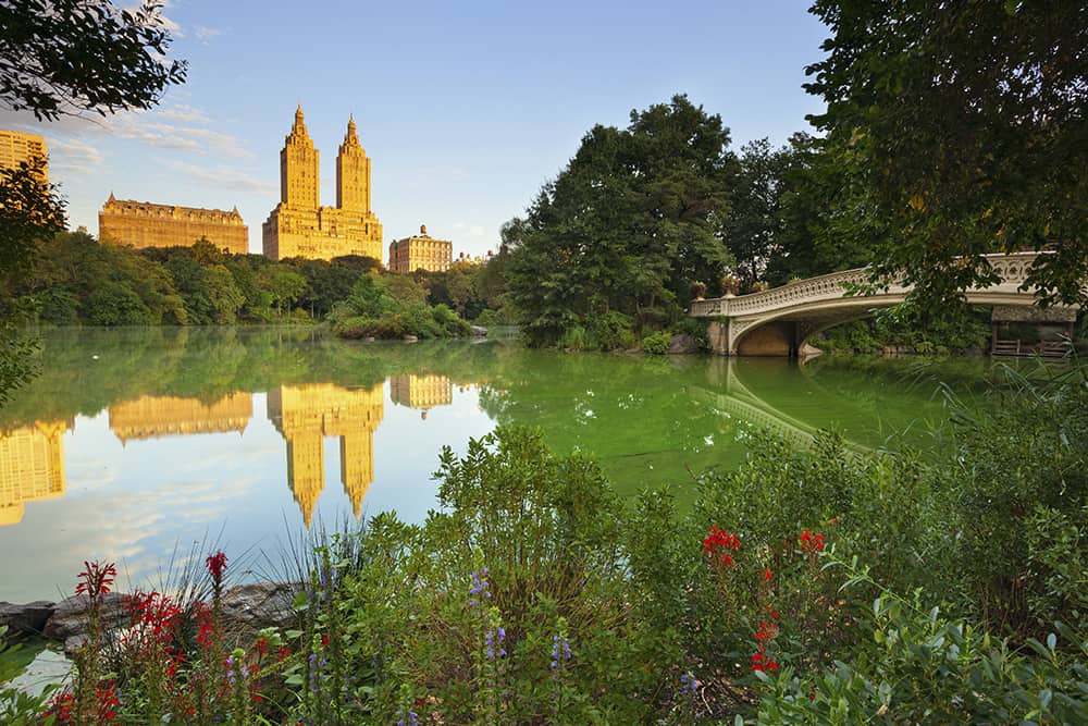 The view of the lake, surrounded by flowers, in Central Park, the ideal NYC date spot. A peaceful view of the lake in Central Park, which is a great place for a NYC date.