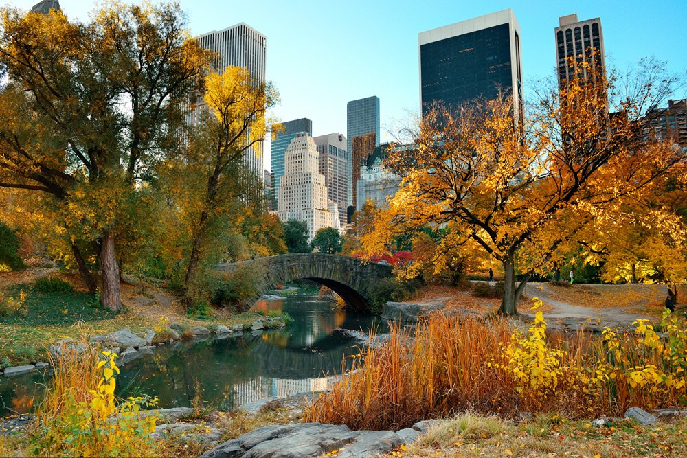 Weather during New York Comic Con. Fall trees with bright yellow, orange, and green autumn leaves in Central Park, a peaceful place to take a break during New York Comic Con.