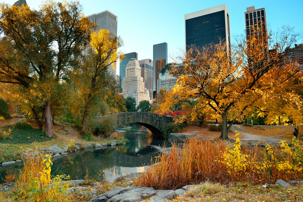 Fall trees with bright yellow, orange, and green autumn leaves in Central Park, a peaceful place to take a break during New York Comic Con.