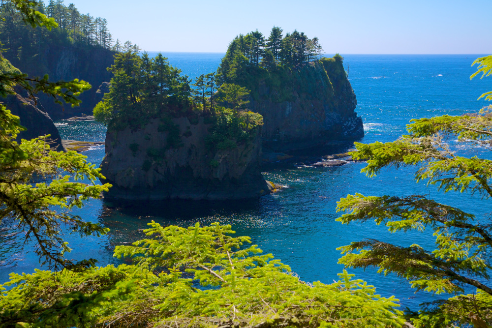 olympic national forest