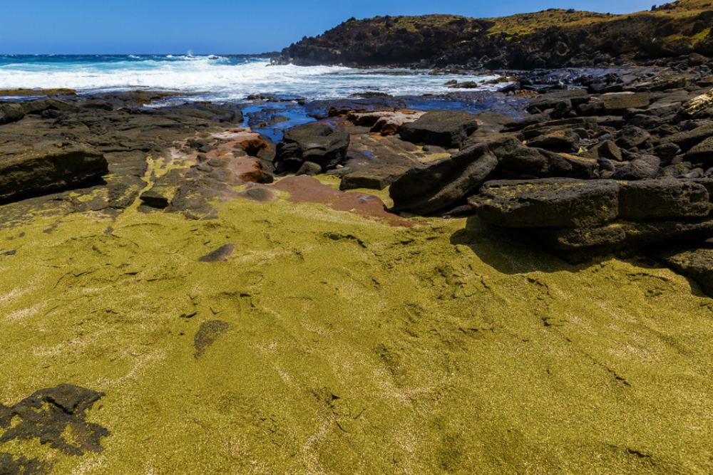 Mossy green-colored sand and black rocks with blue waves in the background at Papakōlea Beach.