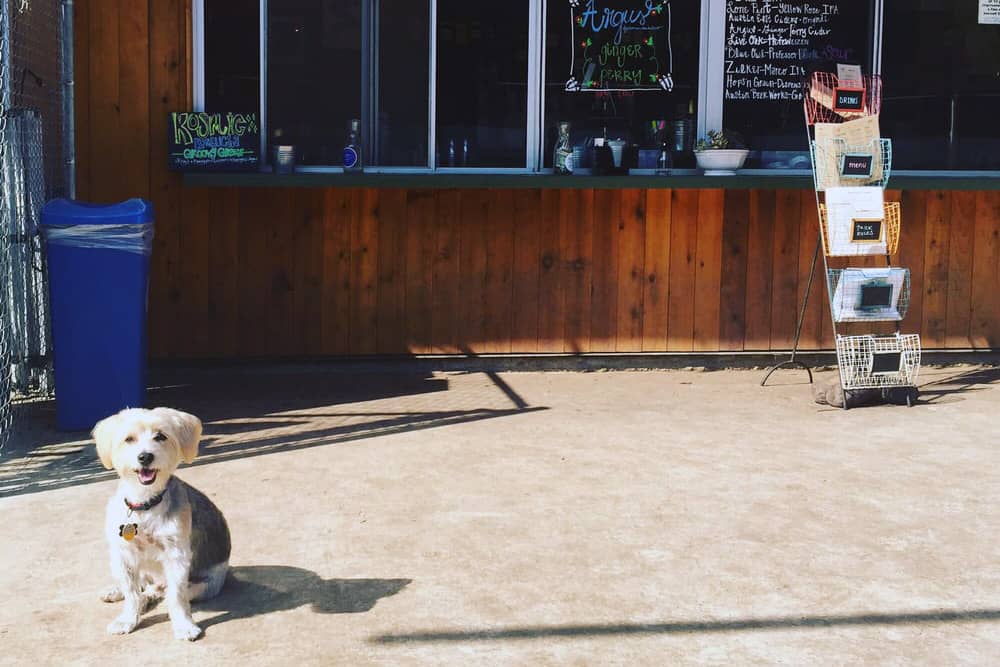 A dog sits in front of the concession stand at Yard Bar in dog-friendly Austin