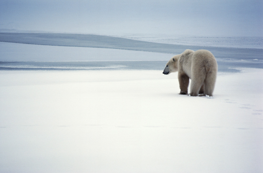 polar bear