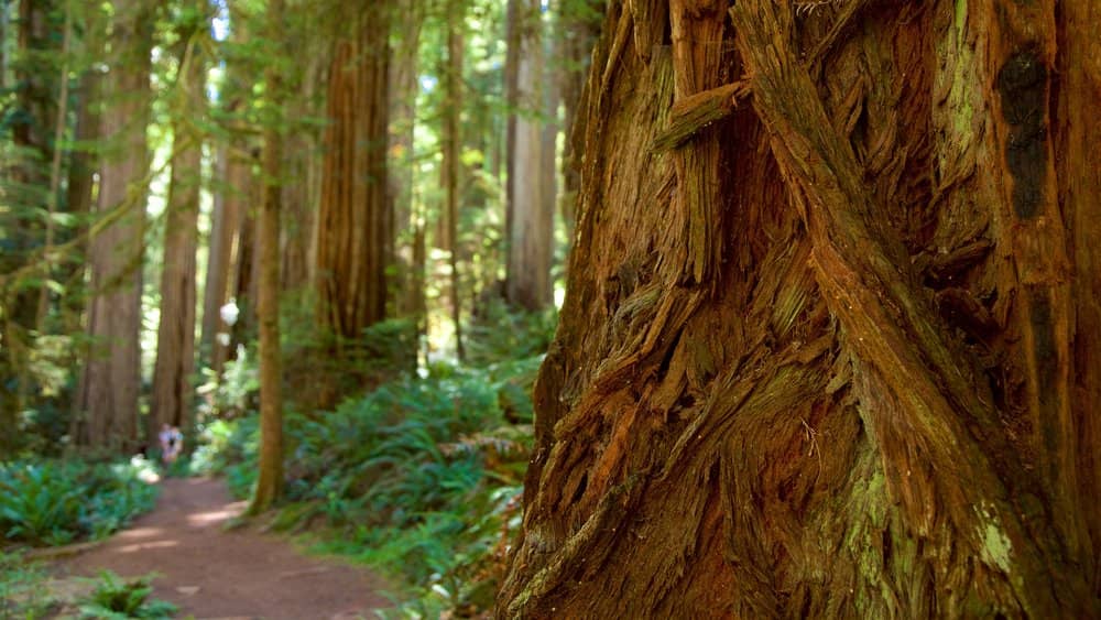 Redwood Forests