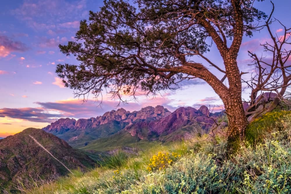 tree in the foreground on scenic mountain view in las cruces new mexico at sunset