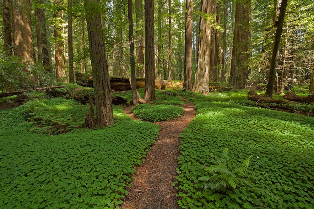 Clover and fern-filled forest floor with redwood trees