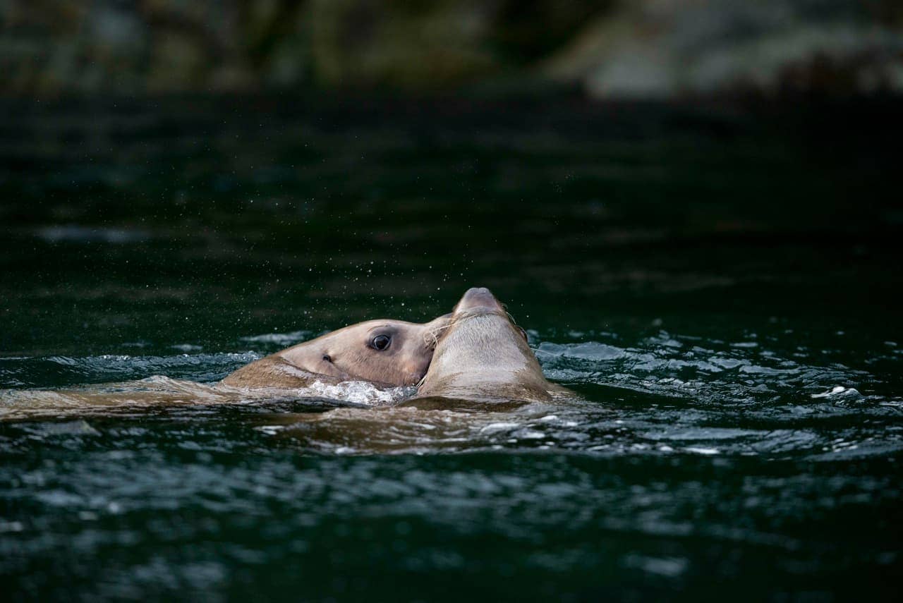 sea lions sneaking a kiss at sonora resort