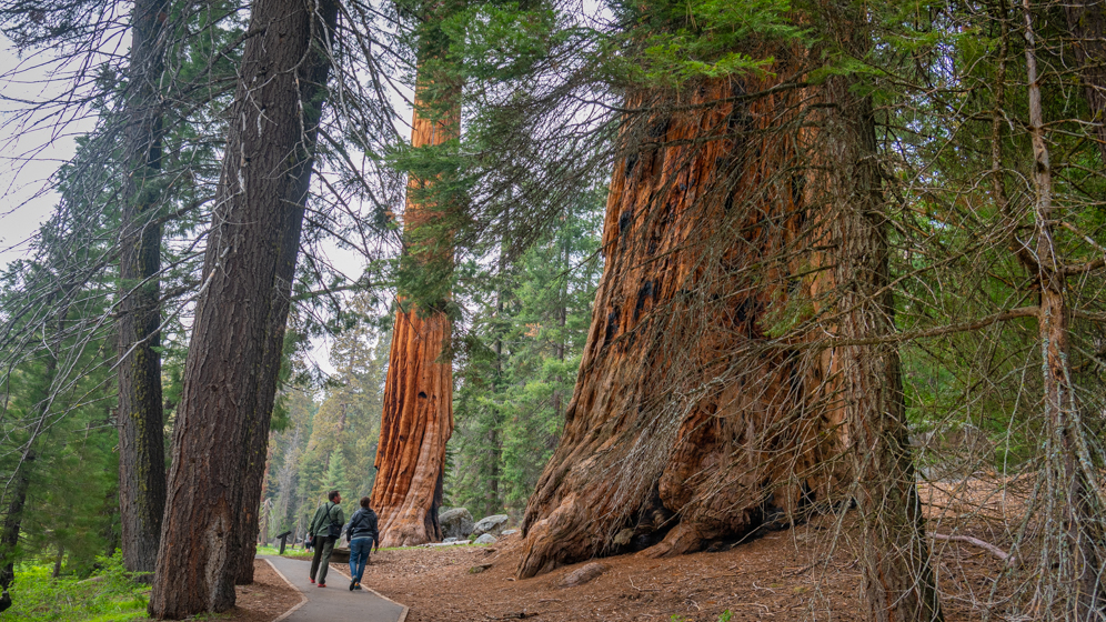 Big Trees Trail - Sequoia and Kings Canyon, USA