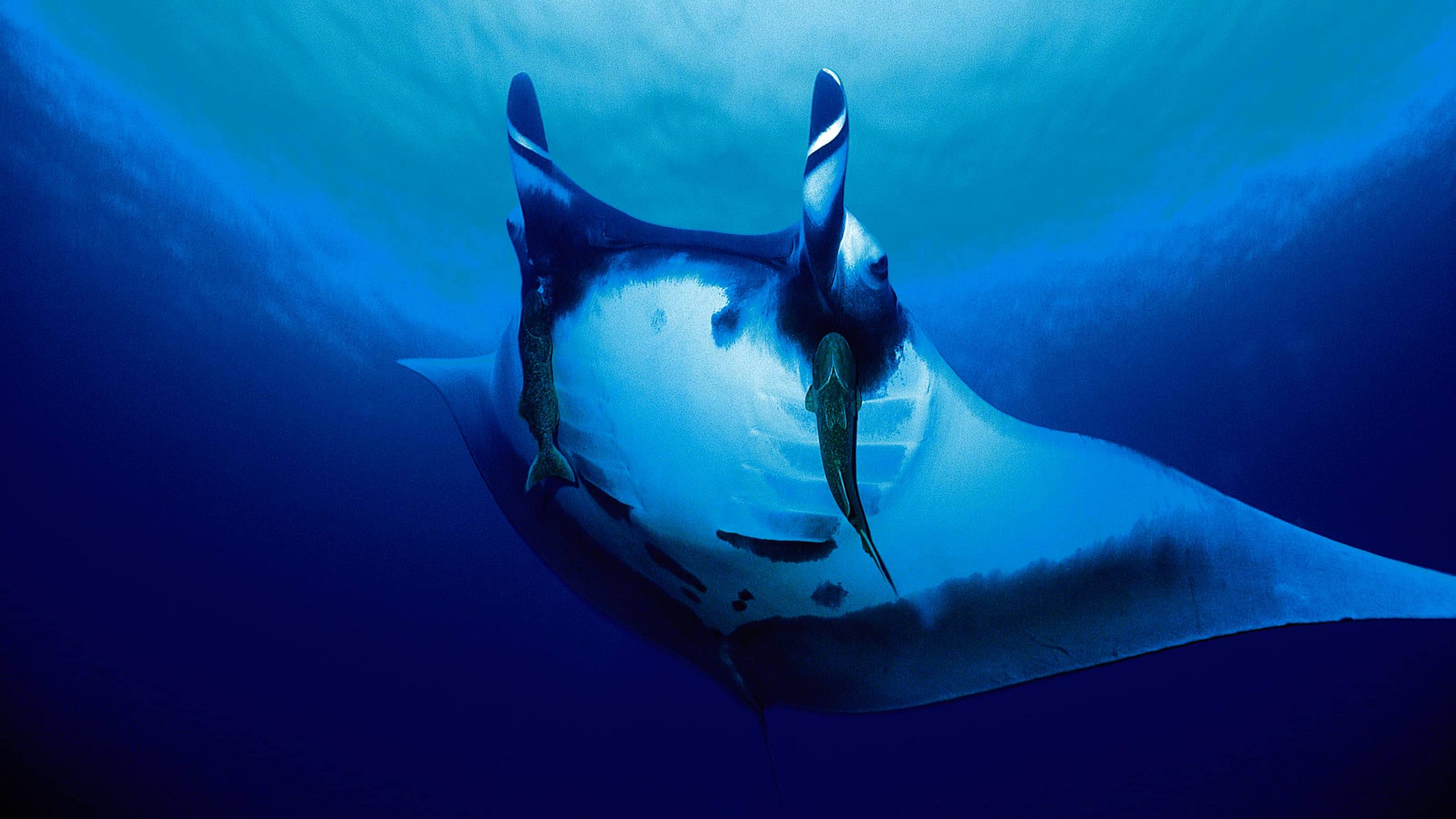 Snorkeling with manta rays in Hawaii