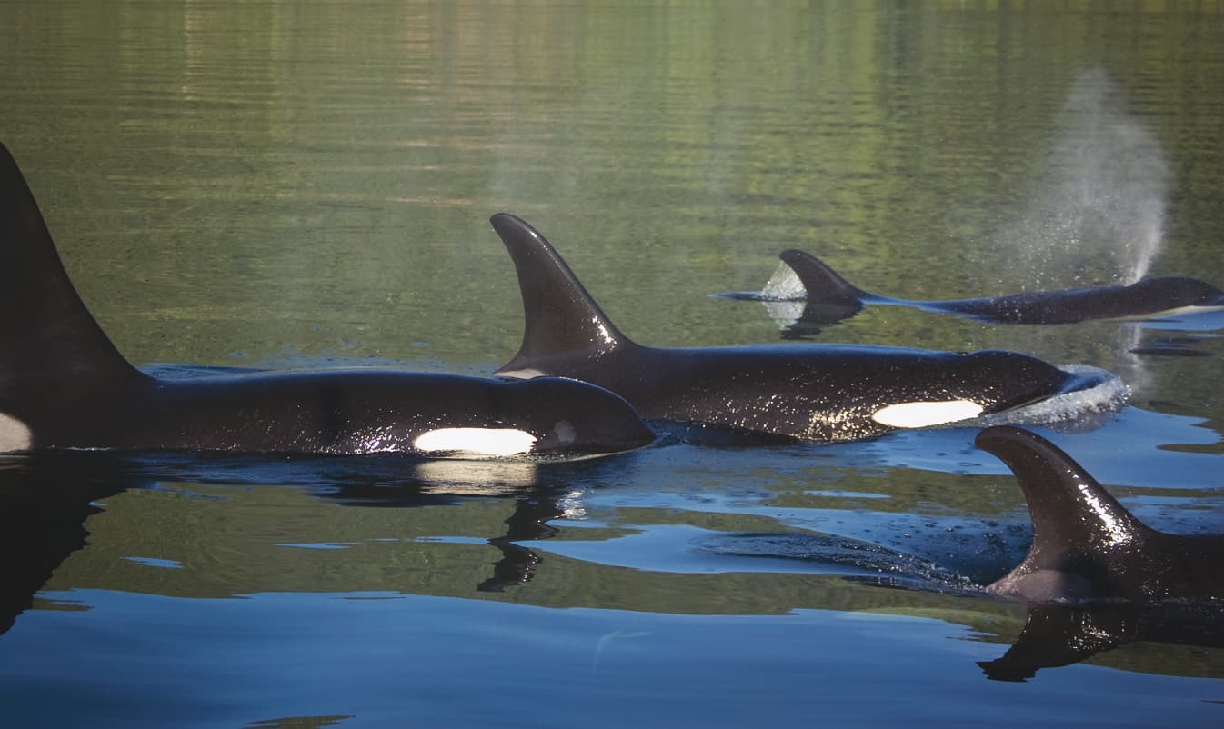 orcas in canada's pacific ocean