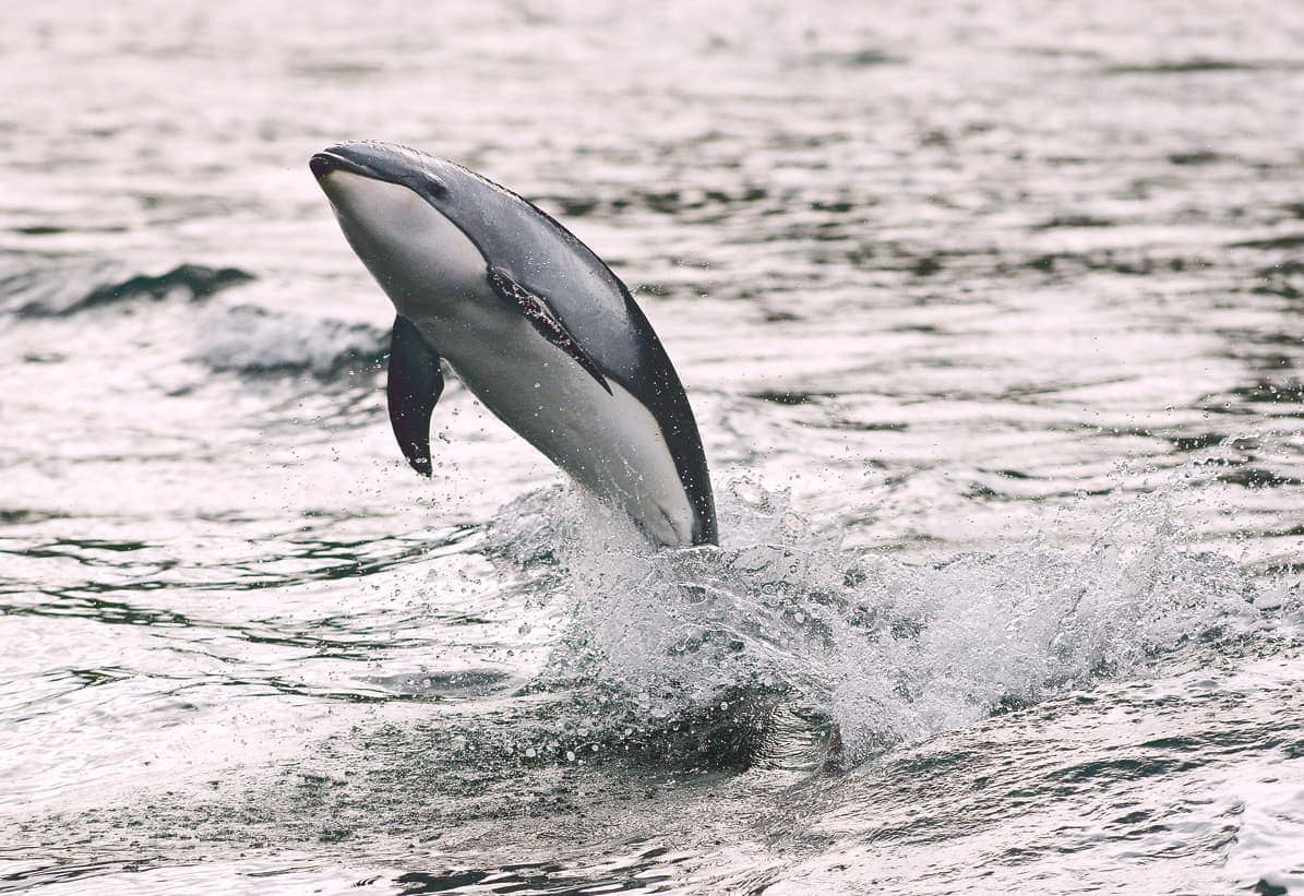 dolphin at sonora resort, bc