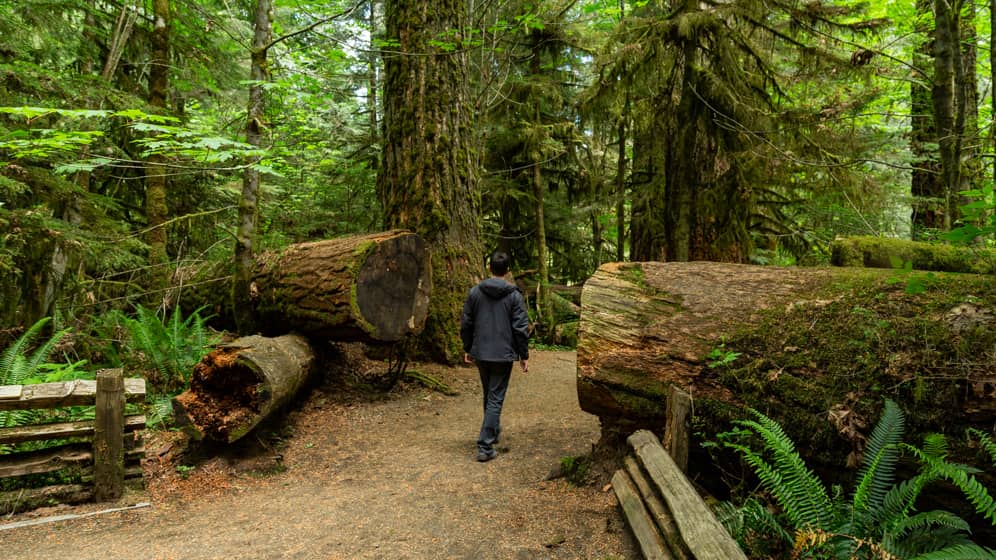 stunning woodland escape macmillan provincial park