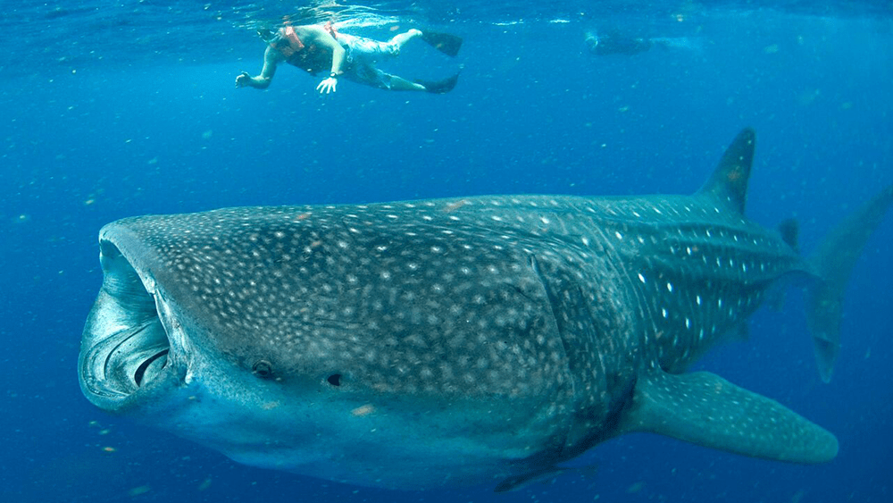 thingstodo-whaleshark