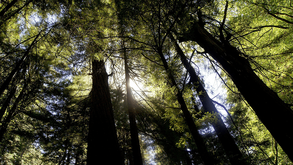 edwood National and State Parks, California, USA