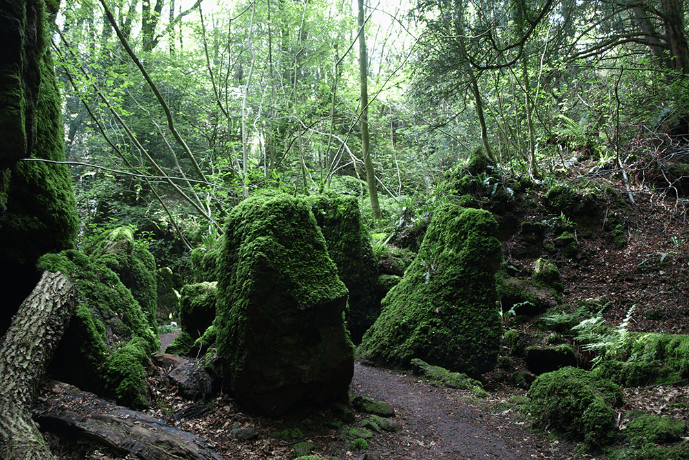 Puzzlewood, England